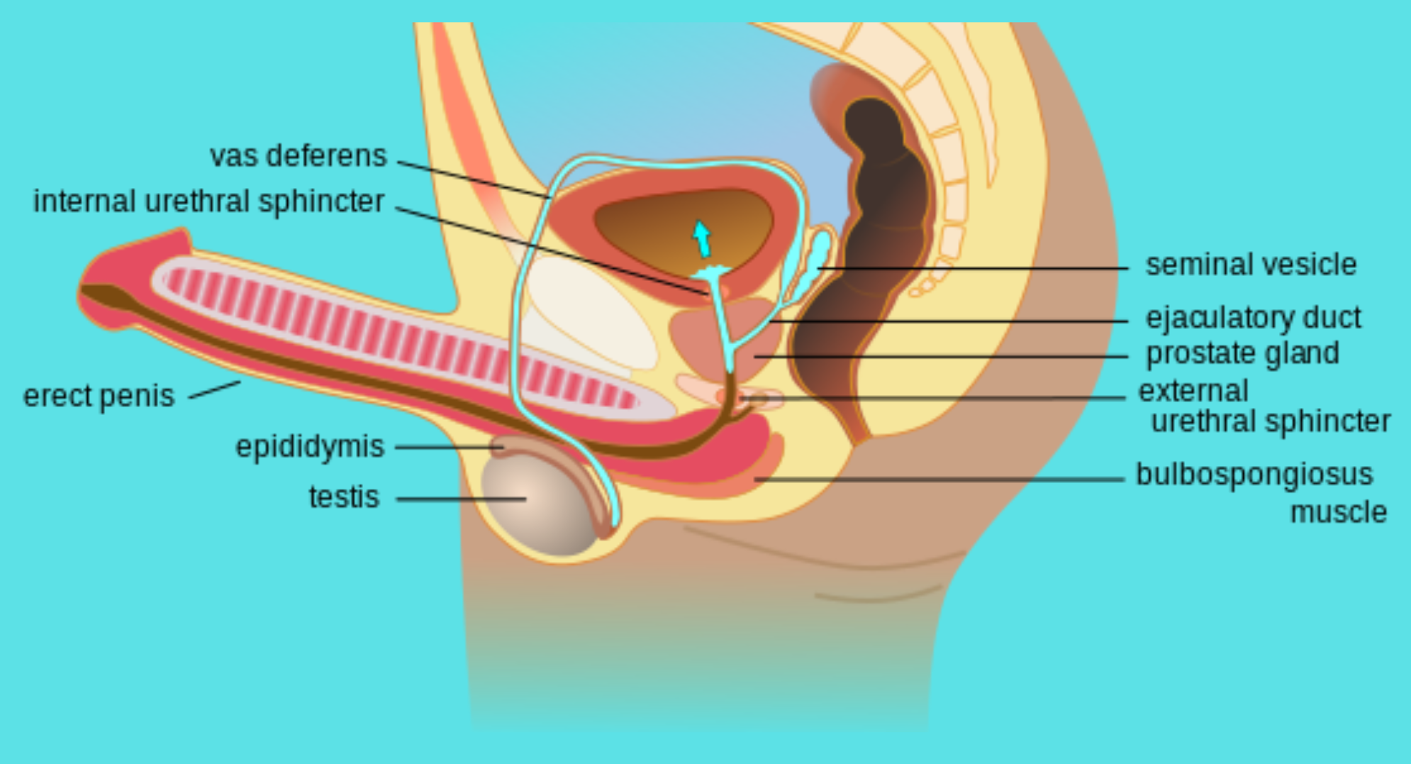 Premature Ejaculation Page Image